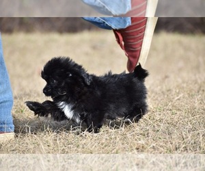 Shih Aussie Puppy for sale in PALM COAST, FL, USA