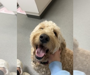 Mother of the Goldendoodle puppies born on 01/14/2023