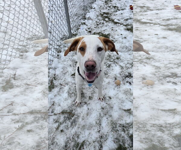 Medium Photo #6 Pointer-Unknown Mix Puppy For Sale in Rockaway, NJ, USA