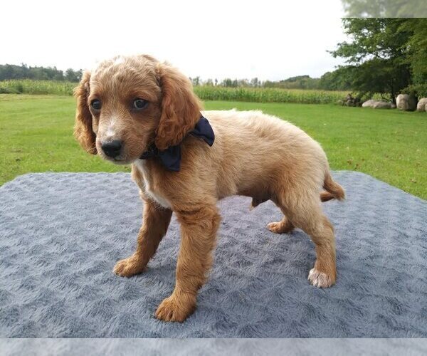 Medium Photo #4 Cavapoo Puppy For Sale in MEADVILLE, PA, USA
