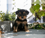 Puppy Emma Shorkie Tzu