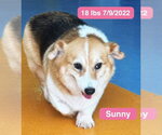 Small #1 Pembroke Welsh Corgi