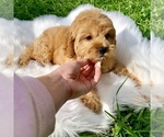 Small #3 Cavapoo-Poodle (Toy) Mix