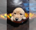 Small Photo #3 Golden Retriever Puppy For Sale in CHIMACUM, WA, USA