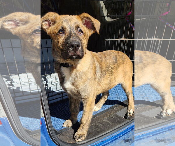 Medium Photo #9 German Shepherd Dog-Great Pyrenees Mix Puppy For Sale in Clinton, OK, USA