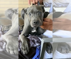 Cane Corso Puppy for sale in ANDERSON, IN, USA