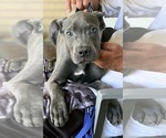 Image preview for Ad Listing. Nickname: Litter of 5