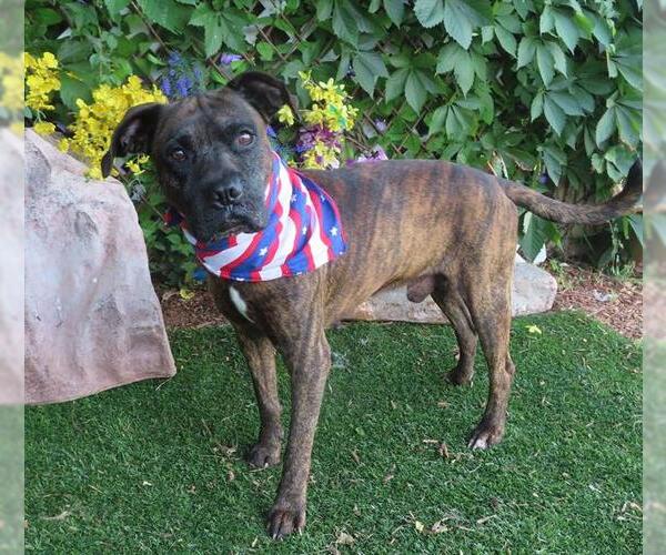 Medium Photo #1 Boxer-Unknown Mix Puppy For Sale in Oklahoma City, OK, USA