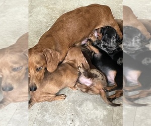 Dachshund Litter for sale in INDIANAPOLIS, IN, USA