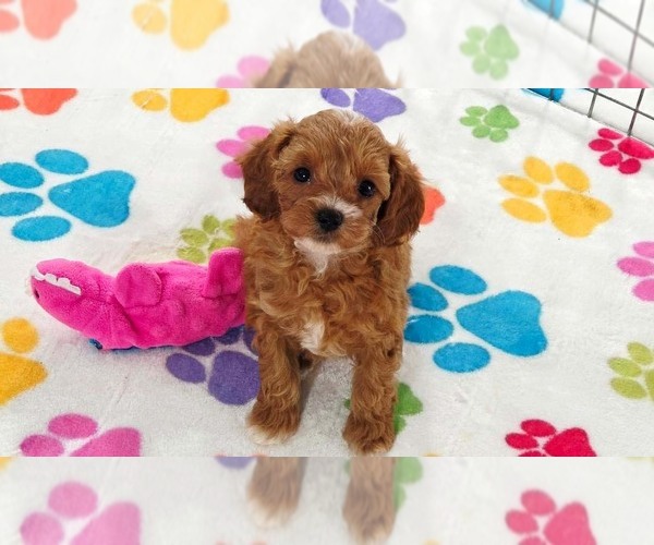 Medium Photo #6 Cavapoo (Miniature)-Poodle (Toy) Mix Puppy For Sale in ORO VALLEY, AZ, USA