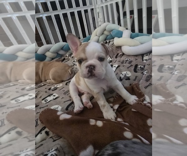 Medium Photo #2 French Bulldog Puppy For Sale in CHINO HILLS, CA, USA