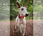Small Whippet