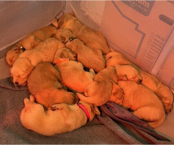 Medium Photo #6 Golden Retriever Puppy For Sale in STARKVILLE, MS, USA