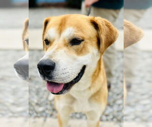 Huskies -Unknown Mix Dogs for adoption in Jackson , NJ, USA