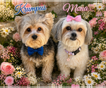Small #1 Maltese Mix