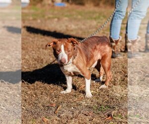 Mutt Dogs for adoption in Sparta, TN, USA