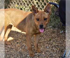 Delilah - Female Feist Terrier-Unknown Mix Dog for Adoption - Photo #4