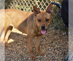 Small Photo #4 Feist Terrier-Unknown Mix Puppy For Sale in Anniston, AL, USA