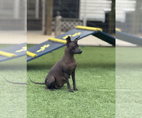 Medium Photo #3 Mutt Puppy For Sale in oakland, FL, USA