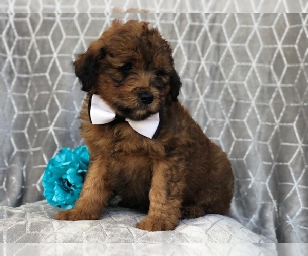 Medium Photo #9 Aussiedoodle Puppy For Sale in LAKELAND, FL, USA
