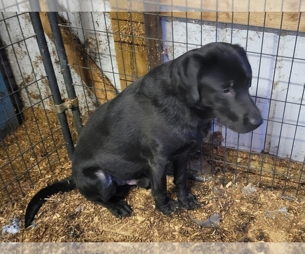 Medium Photo #1 Labrador Retriever Puppy For Sale in JEFFERSONTOWN, KY, USA