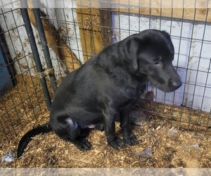 Father of the Labrador Retriever puppies born on 12/14/2023