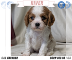Puppy River Cavalier King Charles Spaniel