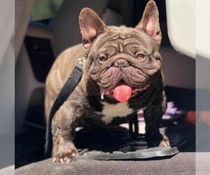 35 Best Photos French Bulldog Puppies Costa Mesa : French Bulldog Puppies For Sale Southern French Bulldog Puppies Facebook