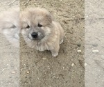 Puppy Puppy 1 Chow Chow