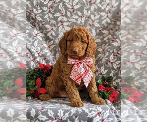 Goldendoodle (Miniature) Puppy for sale in NOTTINGHAM, PA, USA