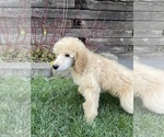 Small Photo #20 Goldendoodle Puppy For Sale in KEIZER, OR, USA