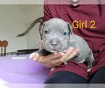 Small Photo #6 American Pit Bull Terrier Puppy For Sale in CHAMBERSBURG, PA, USA