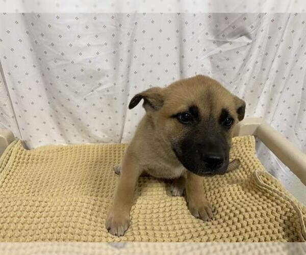 Medium Photo #1 German Shepherd Dog Puppy For Sale in Modesto, CA, USA