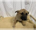 Small German Shepherd Dog