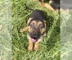 German Shepherd Dog Puppy for sale in RIGA, MI, USA