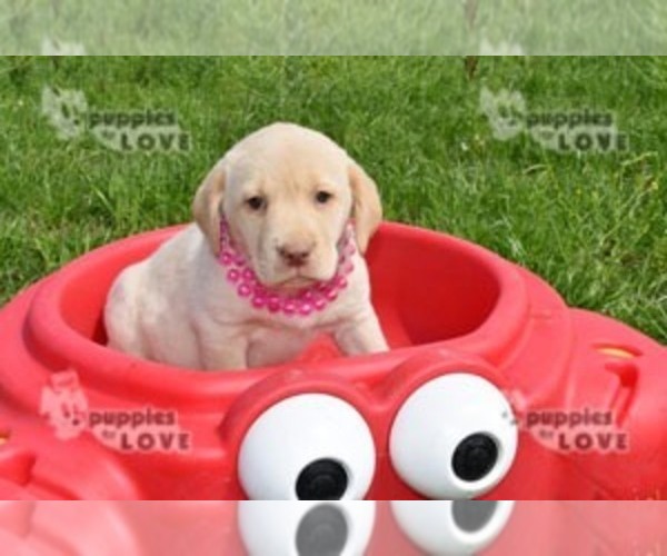 Medium Photo #1 Labrador Retriever Puppy For Sale in SANGER, TX, USA