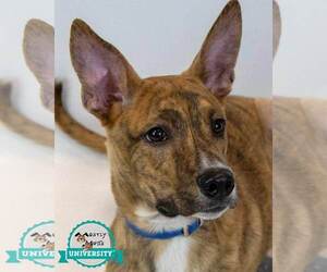 Unknown-Whippet Mix Dogs for adoption in Kennesaw, GA, USA