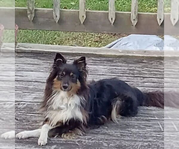 Medium Photo #3 Mutt Puppy For Sale in Dublin, OH, USA