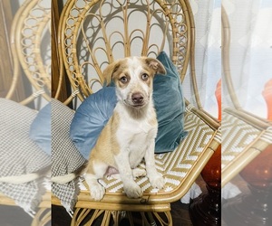 German Shepherd Dog-Miniature Australian Shepherd Mix Dog for Adoption in MANSFIELD, Texas USA