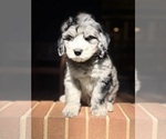 Puppy Hama Sheepadoodle
