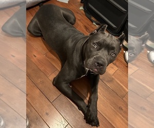 Mother of the Cane Corso puppies born on 11/12/2025