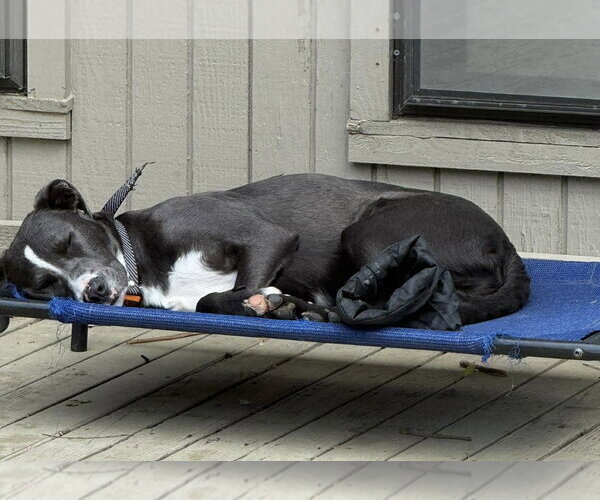 Medium Photo #2 Golden Retriever-Unknown Mix Puppy For Sale in Alexander, AR, USA