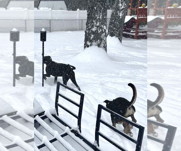 Medium Photo #7 Labmaraner Puppy For Sale in Westwood, NJ, USA