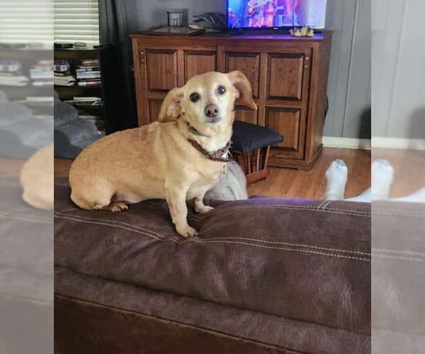 Medium Photo #2 Chiweenie Puppy For Sale in Stover, MO, USA