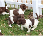 Small Photo #8 German Shorthaired Pointer-Poodle (Standard) Mix Puppy For Sale in WHITE POST, VA, USA