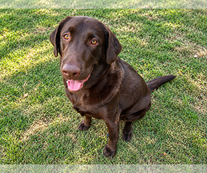 Labrador Retriever Dogs for adoption in Clovis, CA, USA