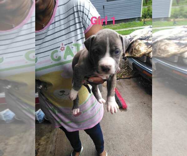 Medium Photo #1 American Pit Bull Terrier Puppy For Sale in PORTSMOUTH, VA, USA