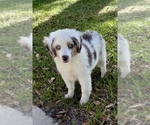 Small #2 Miniature Australian Shepherd