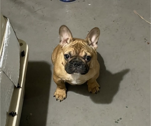 Medium Photo #5 French Bulldog Puppy For Sale in DAVIE, FL, USA