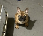 Small Photo #5 French Bulldog Puppy For Sale in DAVIE, FL, USA